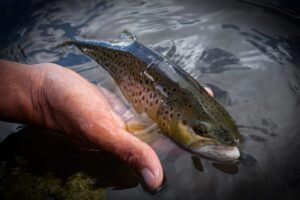safe fish handling