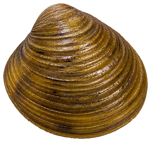 Asian Clam