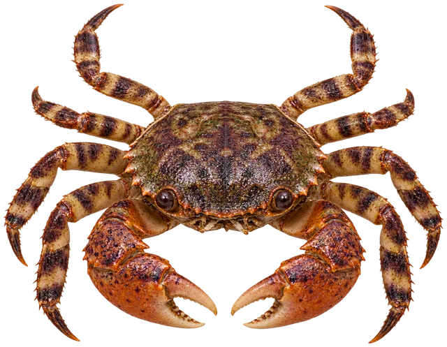 Asian Shore Crab