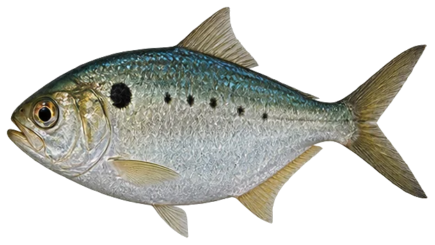 Atlantic Menhaden (Bunker)