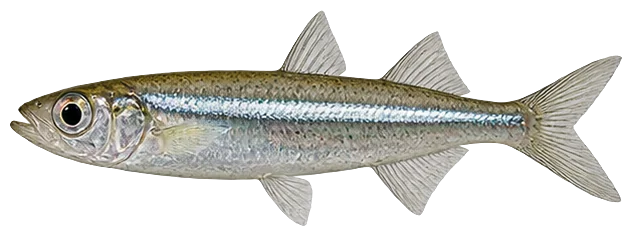 Atlantic & Tidewater Silversides