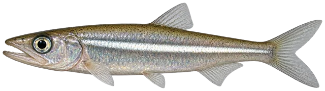 Bay Anchovy