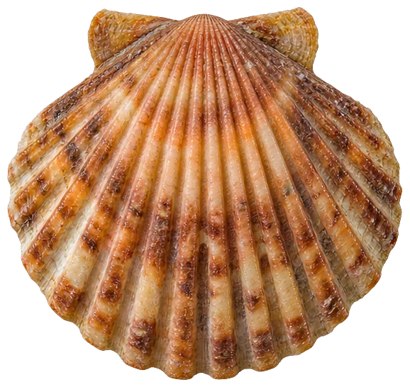Bay Scallop