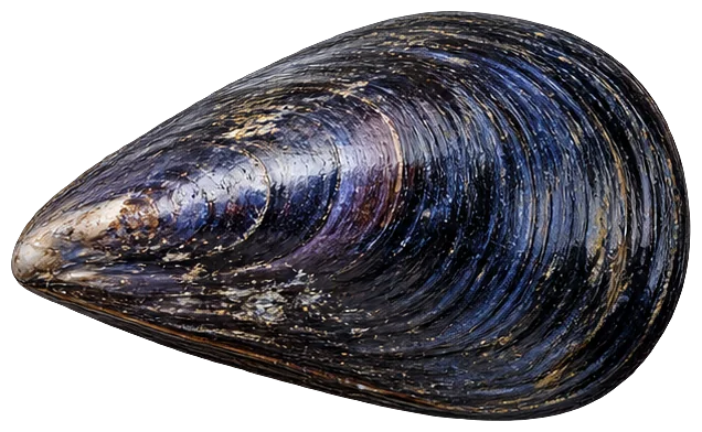 Blue Mussel