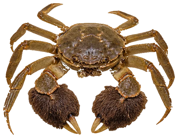 Chinese Mitten Crab