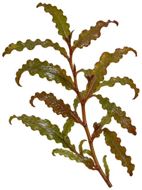 Curly-Leaf Pondweed