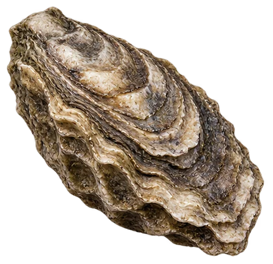 Eastern Oyster