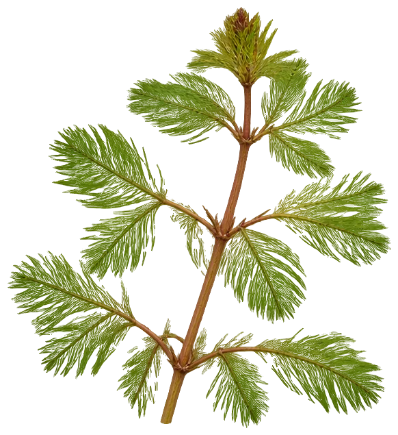 Eurasian Water Milfoil
