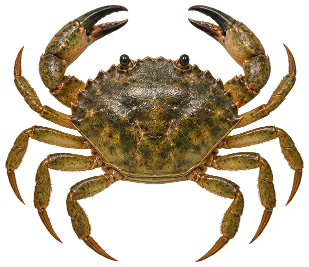 European Green Crab