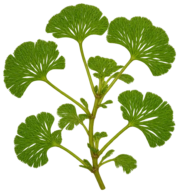 Fanwort