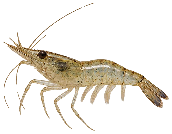 Grass Shrimp