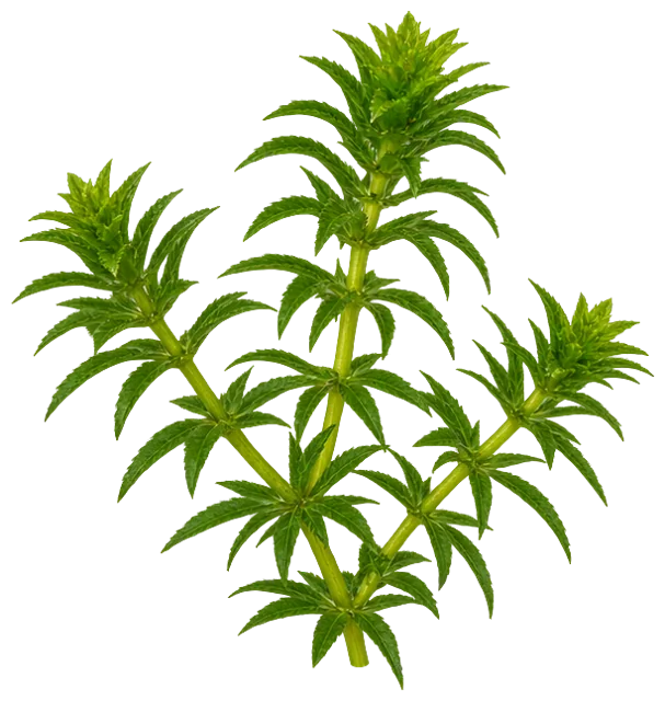 Hydrilla