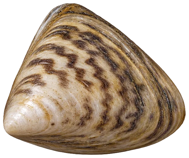 Quagga Mussel