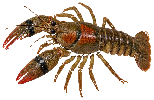Rusty Crayfish