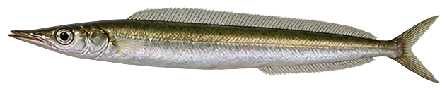 Sand Lance (Sand Eel)
