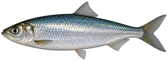 Sea (Atlantic) Herring