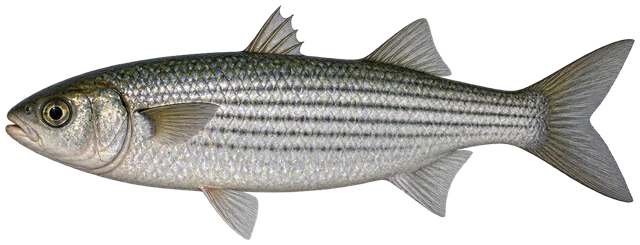 Mullet