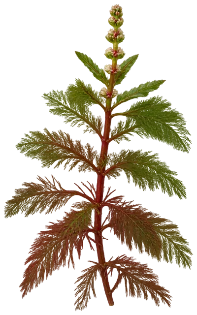 Variable-Leaf Milfoil