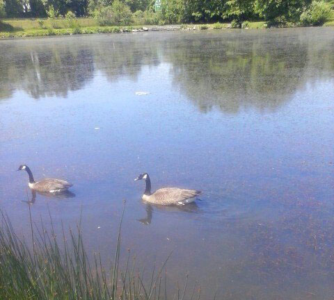 Besse Park Pond