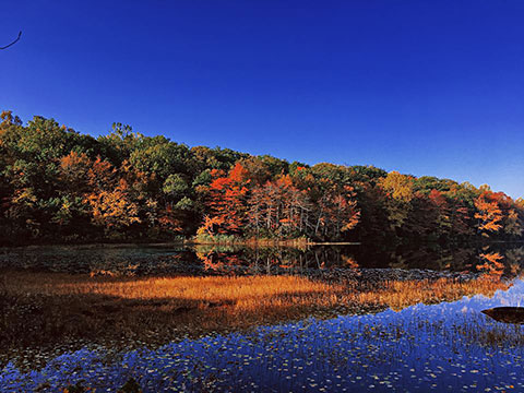 Horse Pond