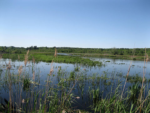 Little Pond