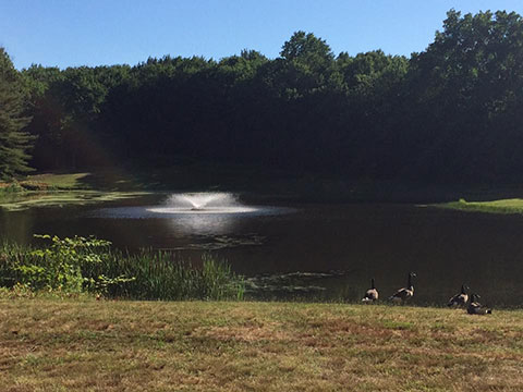 McGrath Park Pond