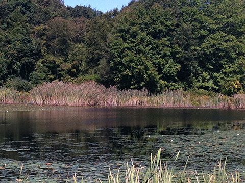 Mitchell Pond