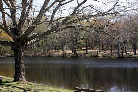 Sawmill Park Pond