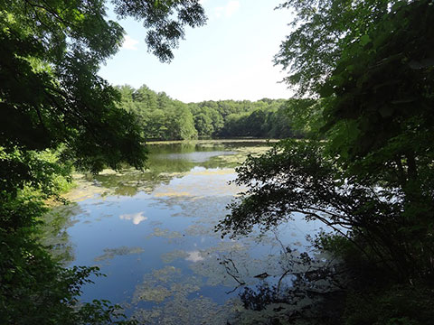 Toll Gate Pond