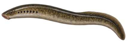 American Brook Lamprey