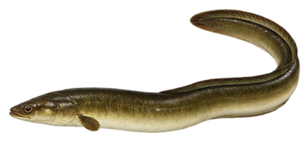 American Eel