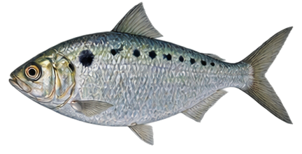 American Shad