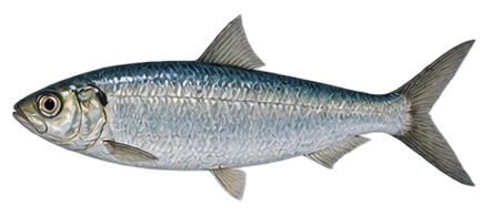Atlantic Herring