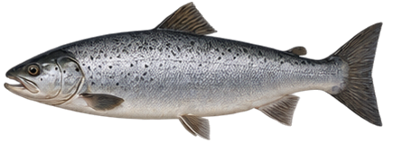 Atlantic Salmon
