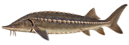 Atlantic Sturgeon