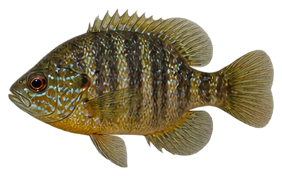 Banded Sunfish