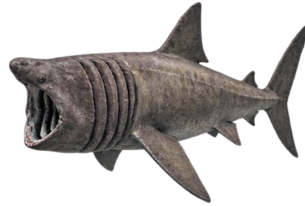 Basking Shark