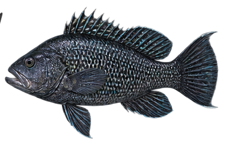 Black Sea Bass