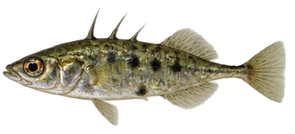 Blackspotted Stickleback