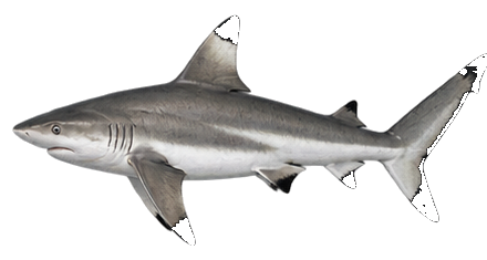 Blacktip Shark