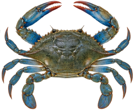 Blue Crab