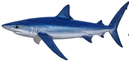 Blue Shark