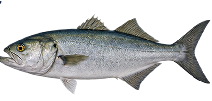 Bluefish