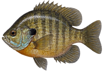 Bluegill