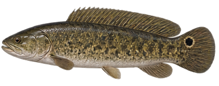 Bowfin