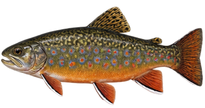 Brook Trout