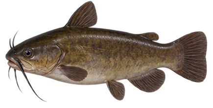 Brown Bullhead