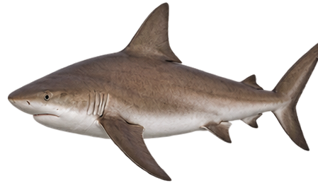 Brown Shark