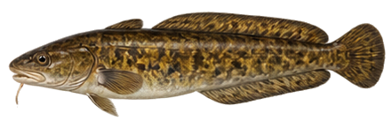Burbot