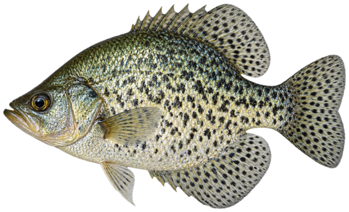 Calico Bass (Black)